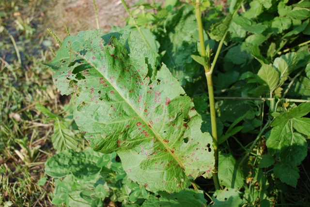 Chenopodium